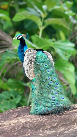 36K views · 2.8K reactions | Peacock birds | 퐍퐚퐭퐮퐫퐞 퐏퐡퐨퐭퐨퐬 퐁퐨퐨퐤 | Facebook