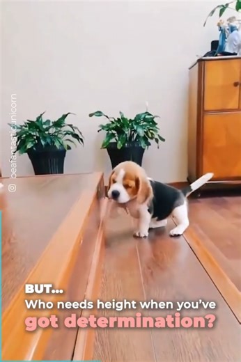 Short people problems... we all have that short friend 😂 | Beautiful World