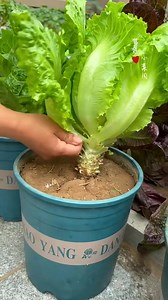 464K views · 9.7K reactions | Garden Harvesting Shorts #gardening #harvesting #garden #gardentips #GardenGoals | Garden Tips | Facebook