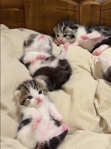 Carefree Cat Life: Relaxed Kitten Moments and Cute Pet Clips
