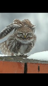 23K views · 5.5K reactions | Little Owl part 01 #wildlife #birdwatching #fb #birds #birdlovers #foryouシ #video #everyone #foryoupage #everyoneシ゚ #virals #owllovers | NewAze Creator | Facebook