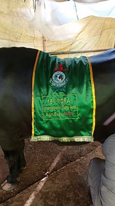 17K views · 276 reactions | Neeli Ravi beauty buffalo third position...