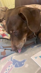 21K views · 3.4K reactions | Thanks so much to our sweet friend Katrina Young for the beautiful get well card for Baxter all the way from the UK! | The DACH Sons | Facebook