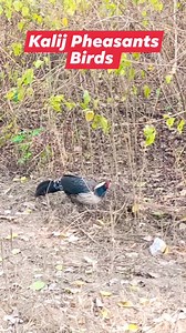 Kalij pheasant bird | Jim Corbett Wildlife & Nature View