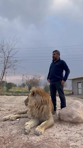 #aslan_terbiyecisi21 #ahmet_akbey #ahmetakbey0 @Ahmet Akbey