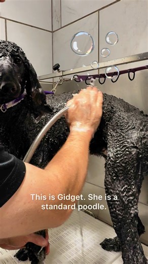 17 reactions | Gidget getting groomed | The Super Groomer | Facebook