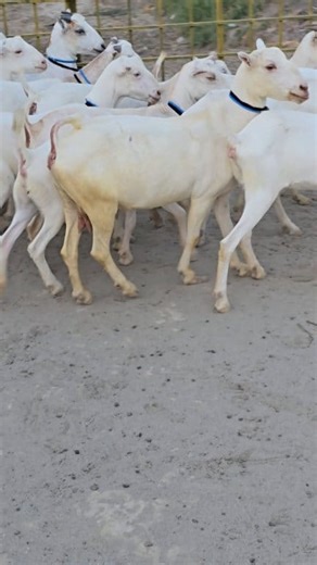 18K views · 424 reactions | Russian Teddy bakri 2025 location Dera Ghazi Khan Sabir goat farm bakriyon ki video viral ho gai | Sabir Goat Farm | Facebook