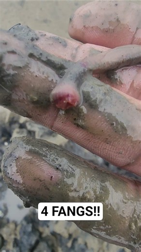 Ultimate ⭐️ saltwater fishing bait BLOODWORMS 🎣