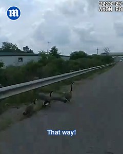 What a wild goose chase! | Daily Mail Video