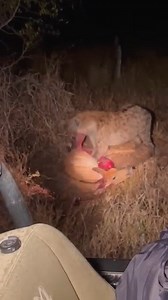 Hyena eats buck while it cries for help 😢 | American Animals