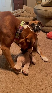 Tucker is like an annoying younger brother, according to Pippa😂 | Blue Ridge Boxer Rescue