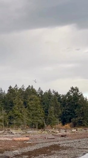 🦅 What does an eagle snapping off a tree branch sound like? Sound up to find out! This magical moment was captured by @Iinsweaver at Rathtrevor Beach just a few weeks ago. #ExploreBC #ExperienceVancouverIsland #BCBirdTrail #Eagle | Parksville Qualicum Beach