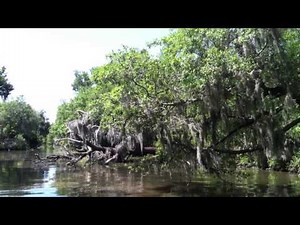 Beautiful backwater bayou near Lafitte, Louisiana