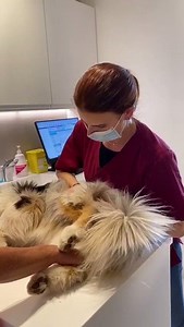 2.3K views · 157 reactions | Cette jolie Berger Australien est revenue de sa balade du parc en boitant. On vérifie tout ça  Prenez rendez-vous sur :  www.familyvets.fr  01.70.08.64.00 | Sevetys | Facebook