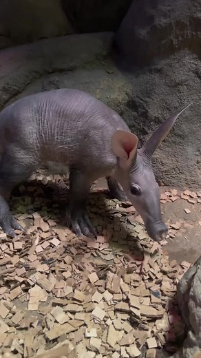 If sniffing asmr is your thing, Grogu’s about to make your day. 😂#grogu #aardvark #animals #babyanimals #love #memphiszoo #nationalaardvarkweek | Memphis Zoo
