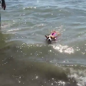 #fbf To Willow’s first swim in the ocean! We will be at the beach with some of our furiends this weekend and we can’t wait! #beachbunny #corgination #longportdogbeach #corgicommunity #corgisofinstagram #beachdays | Daphne and Willow