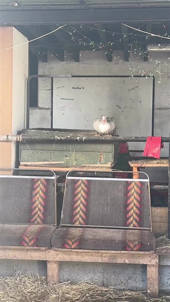 Morning wake up flight by Moja our Muscovy flying duck #mojatheduck #muscovyduck #slowmotion | Caenhill Countryside Centre