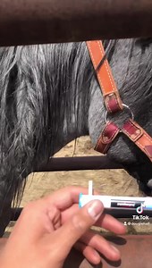 5K views · 528 reactions | Natural Horsemanship dougie-hall.myshopify.com Shania Twain Bronc Riding Nation George Veater MakeLine Productions PRCA ProRodeo PRCA Columbia River Circuit PRCA Montana Circuit CowboyChannel Cowboy Channel Canada Cowboy Lifestyle Network Go Country Events Cowboys & Indians Magazine RFD-TV RFD TV Canada #dougiehall #broncriding #horsesofinstagram #2022 #horses #nativeamericancowboy #rodeio #rodeo #fyp #nativetiktok | Dancin’ Dougie Hall | Facebook