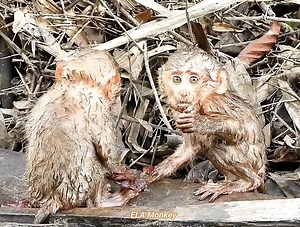 19K views · 589 reactions | Oh my God, poor monkeys, in order to get food to eat, they have to swim hard to pick fruit | ELA Monkey | Facebook