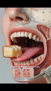 Ever wondered what happens to food after you eat it? 🍽️ #DigestionProcess #healthyeating #healthyfood | HUMAN BODY FACTS