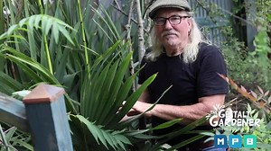 Native plants - Dwarf palmetto. Crazy name, beautiful plant.  | MPB - Mississippi Public Broadcasting | Facebook