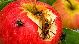 Une caméra capte un frelon partageant un fruit avec d'autres insectes