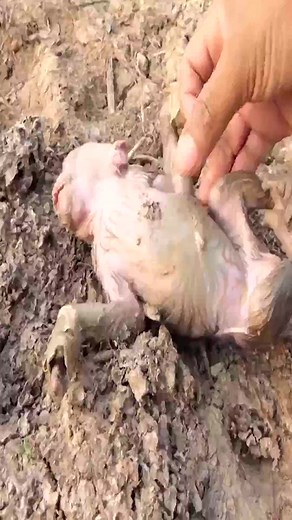 But look scared again, what happened #SarfarzNorani But look scared again, what happened #SarfarzNorani #BabyMonkey #cutemonkey #BabyMonkeyCry #BabyCute #chimpanzee #topmonkeys #capuchin #exoticanimals... #monkey #monkeys #monkeydluffy #monkeybusiness #monkeyforest #monkeybars #monkeynapkin #monkey47 #monkeylove #monkeytemple #monkeyingaround #monkeyisland | NA DET