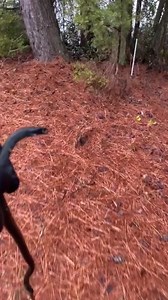 Black (Eastern) Racer? Or Black Rat Snake? I found this beautiful snake at the edge of the road today. Really cold out, so it was barely able to move. And yep, I know the drill, don’t play with snakes you can’t identify!!! My bad. | Jim Shockey