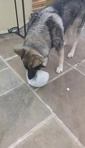 Staffie and Stray Rescue on Reels