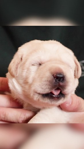 How many yawns did you count!?? 🤣🥰🐶🐾 #pets #doglover #puppy | Life With Labradors