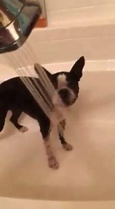 Rub-a-dub dub, one Lady in the tub! Lady LOVES water and loves to "help" you water your garden, too! | American Boston Terrier Rescue