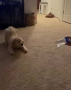 3.7K views · 214 reactions | Evil water bottle  | Golden Retriever Overload | Facebook
