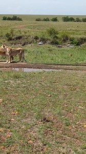 Topi pride females Princess and her cubs she is daughter of Autumn and Summer Daughter Maisha this morning #zebraplainsmoments. #zebraplainsmaracamp | Zebra Plains Mara Camps - Zebra Plains Collection