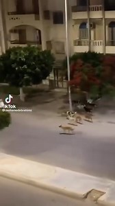 البنات لو شافت كلب جاي من بعيد ف الشارع بتجري انا : | Basant Swefy