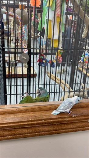 1.3K views · 67 reactions | He’s trying so hard to get the Parrotlet’s attention lol 列 #blueheadedmacaw #parrotlet #whycantwebefriends #macaw #macaws #macawparrot #macawsofinstagram #macawsofig #parrotlets #parrotletsofinstagram #cuteparrot #cuteparrots #cutebirds #cuteanimals #happyparrot #parrot #parrots #parrotlife #loveparrots #parrotlove #parrotsofinstagram #parrotsofig #parrotstars #parrotstarsarlingtonheights | Parrot Stars | Facebook