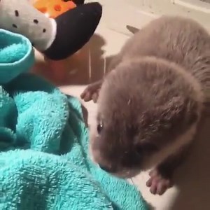 180K views · 7.6K reactions | When the new blanket is too comfy. (Credit: Cartel the otter) | Otter | Facebook
