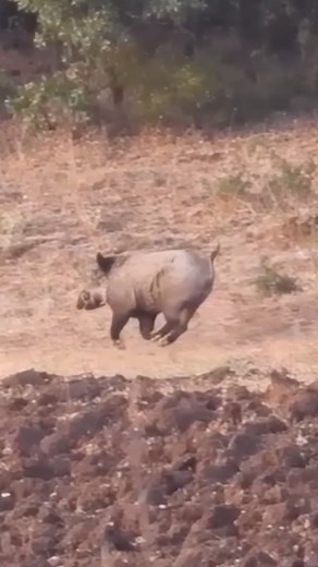 444K views · 5.7K reactions | “Experiencing the Thrill of Summer Boar Hunting in the Lush Landscapes of Turkey #BoarHunting #SummerAdventure #TurkeyWildlife #HuntingSeason #OutdoorExcursions #NatureLovers #WildBoar #HuntingLife #TurkeyNature #AdventureSeekers #trophyboars | Trophyboars | Facebook