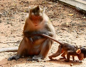 O.M.G! Who hurt you, infant! Why are you crying so violently_ The young monkey seemed to be very afraid. | Monkey Mono