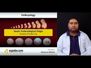 Heart: Embryological Origin | Formation of Cardiac Loop | Anatomy Video Lecture