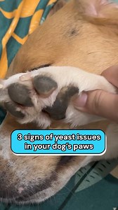 Have you frequently seen your dog scratching, head shaking, and licking their paws? It might be a yeast issue and a sign of help from their gut. Here are the 3 signs of yeast issues in your dog's paws. Start your dog's gut journey today! Learn more below. https://doctor-paws.com/collections/all-products/products/gut-glow #doghealth #dogtips #dogcare #dogsupplement #dogmom #dogdad #malaysia #dog | Dr. Paws