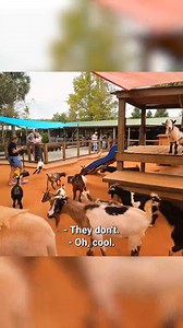 2.8K views · 58 reactions | Have you ever seen a playground for goats?  | Goat Daddy's Farm | Facebook