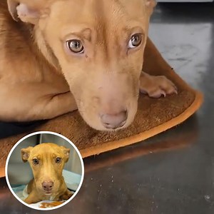 As if it weren't horrific enough that Kersey was deliberately thrown from a car, she was then intentionally run over by the driver. Just a baby, her tiny body scraped along the asphalt, and she was nearly skinned alive. 40% of her body has been degloved, leaving the tissue underneath completely exposed.⁠ ⁠ Thankfully, a witness to this horrific incident has provided a description of the vehicle and some additional information to Animal Control. An active investigation is currently underway. Howe