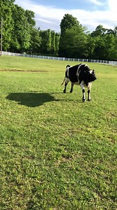 2M views · 10K reactions | Maybelle remembers who usually carries the cookies  Sponsor Maybelle and help this spirited mama continue to thrive and get all the cookies she deserves at #TheGentleBarn Tennessee! https://bit.ly/2Rcu1RC | The Gentle Barn | Facebook