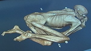 Secret of Ancient Egyptian Animal Mummies Revealed