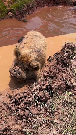27K views · 1.4K reactions | It’s a wallow pig party kind of day...