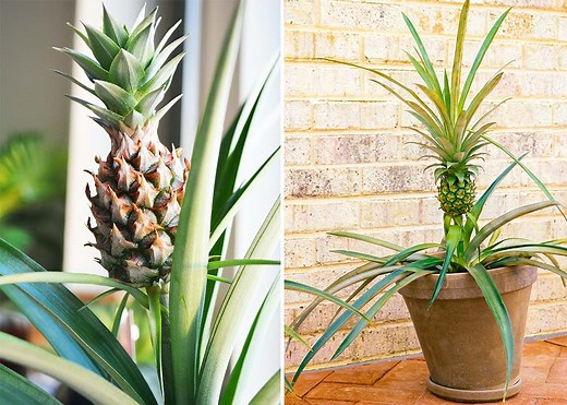 Bien sûr que vous pouvez faire pousser des plantes ananas dans votre maison!