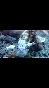 32 reactions | Today juvenile Painted Frogfish (Antennarius pictus)...