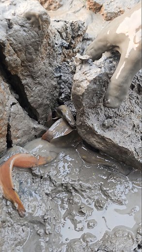 279K views · 2.6K reactions | Traditional Hand Fishing Video - Catfish Catching By Hand From Deep Hole (Part-02) #fishing #holefishing #handfishing | Fishing 24 | Facebook