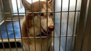 no longer listed Schedule an appointment to meet or adopt a pet by...