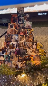 The tree topper is complete. All the sweet babies that have crossed the rainbow bridge in 2022 are our angels at the top. Thank you for allowing me to include your babes in our Christmas. ❤️ | The Belle & The Bear